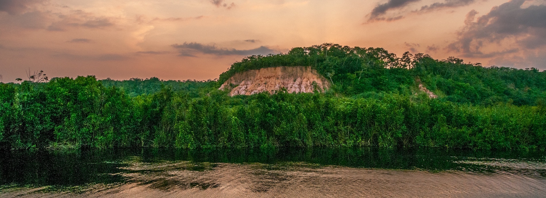 What you can do to help the Amazon Rainforest Banner