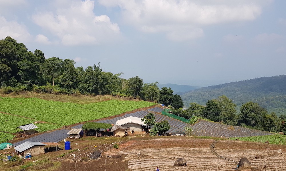 Ban Mae Sa Mai Hmong Village fields