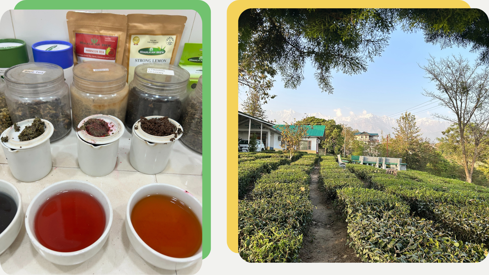 tea tasting cultural experiences in india